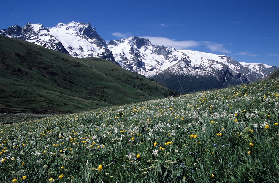 Flora endémica de los Pirineos con flores alpinas